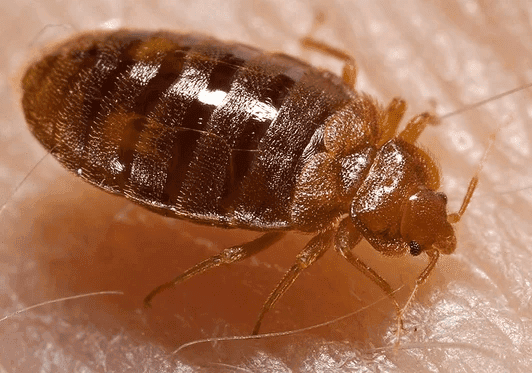 Close-up of adult bed bug on skin, common pest in Southern Maine homes