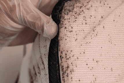 Gloved hand pointing to bed bug spots on mattress seam, infestation sign in Southern Maine home