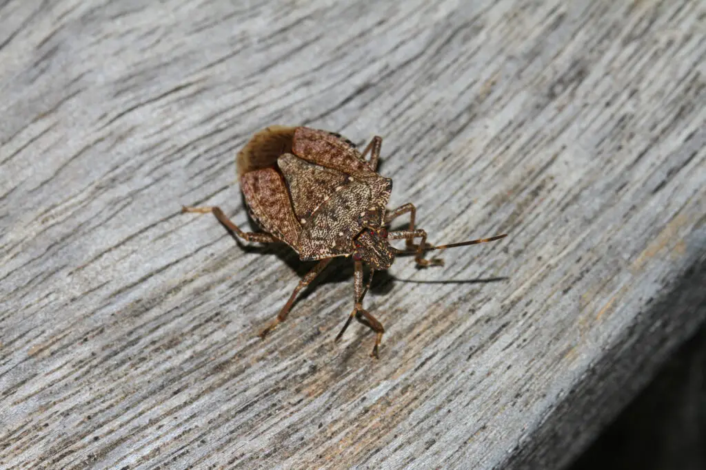 Brown marmorated stink bug on wood surface, invasive pest in Southern Maine homes