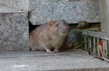 Brown rat peeking out from stone wall crevice, common rodent pest in Southern Maine