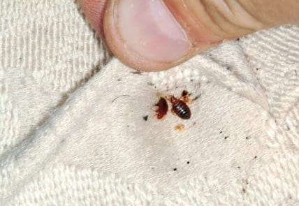 Adult bed bug on fabric with fecal spots – bed bug control Maine