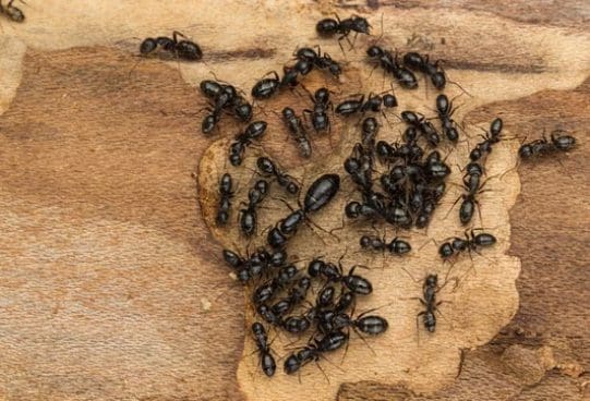 Ants and common pests control in Southern Maine