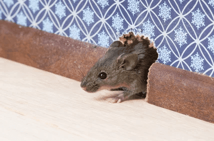 Mouse infestation sign for rodent control in Southern Maine