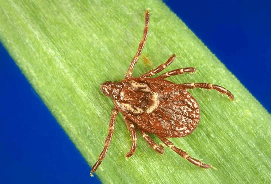 tick in southern maine needing mosquito tick control