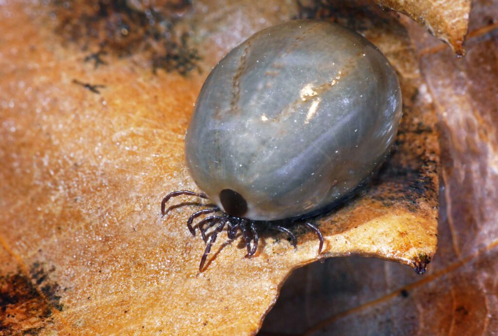 Engorged female black-legged tick (Ixodes scapularis) common in Maine – sign of infestation and Lyme disease risk.