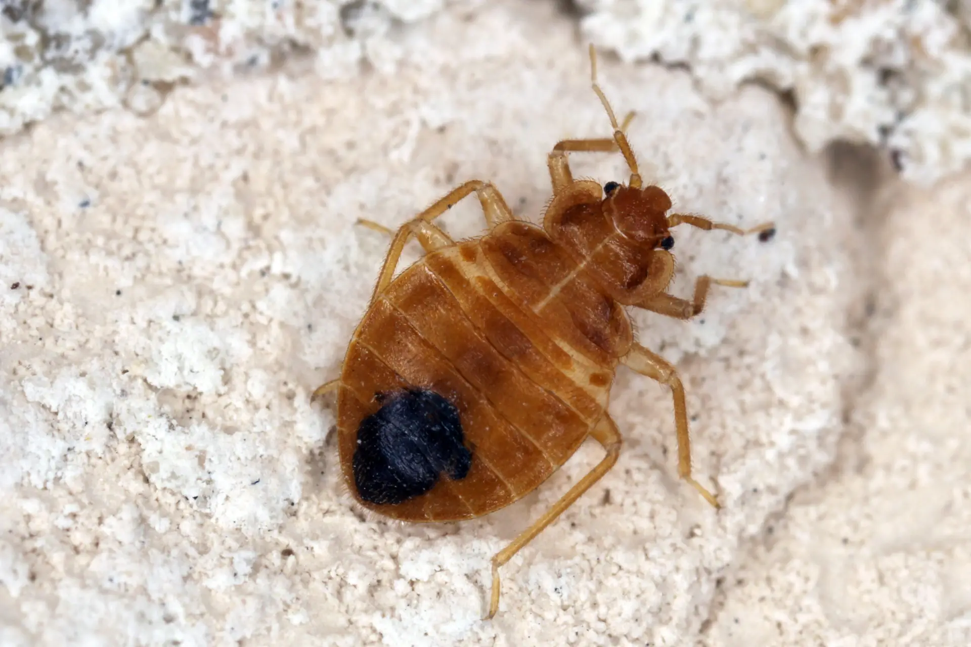 Bed bugs control in Southern Maine