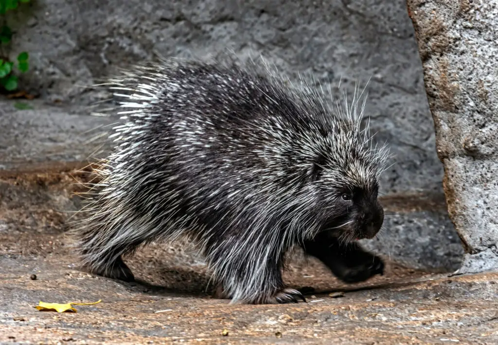 Porcupine walking on rocks, nuisance wildlife pest in Southern Maine