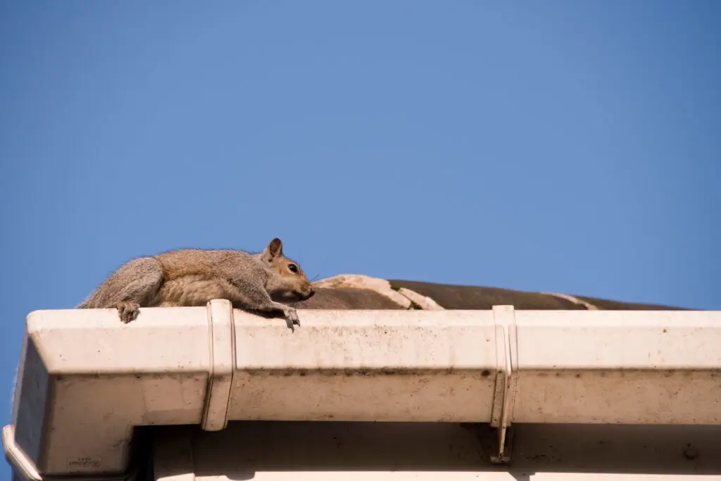 Gray squirrel on house gutter, nuisance wildlife issue in Southern Maine