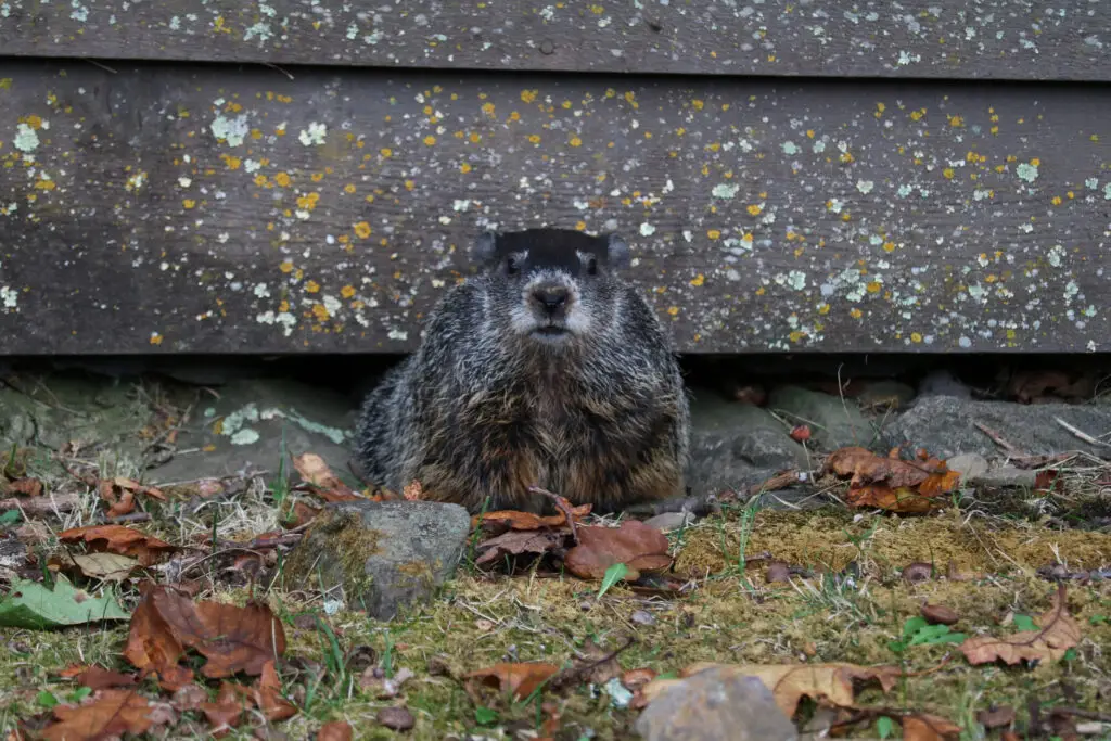 Woodchuck sitting near wooden wall, nuisance wildlife pest in Southern Maine