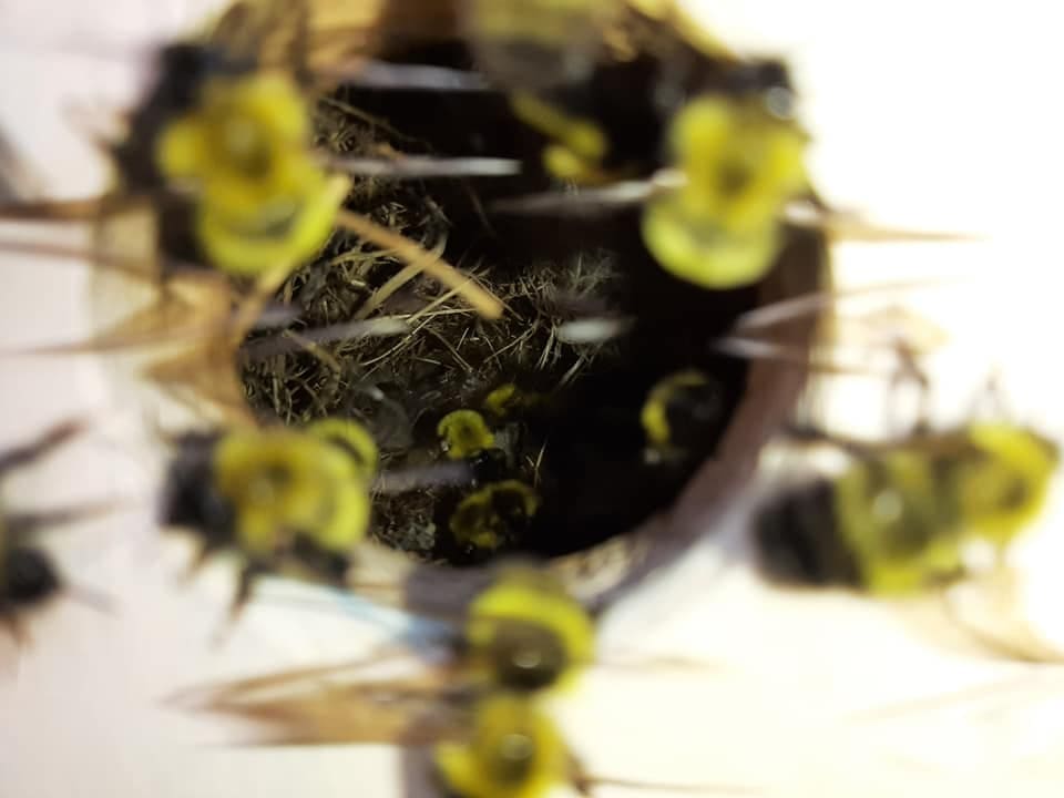 Inside a bumble bee nest with workers and larvae - humane pest control in Southern Maine by Precision Pest Control