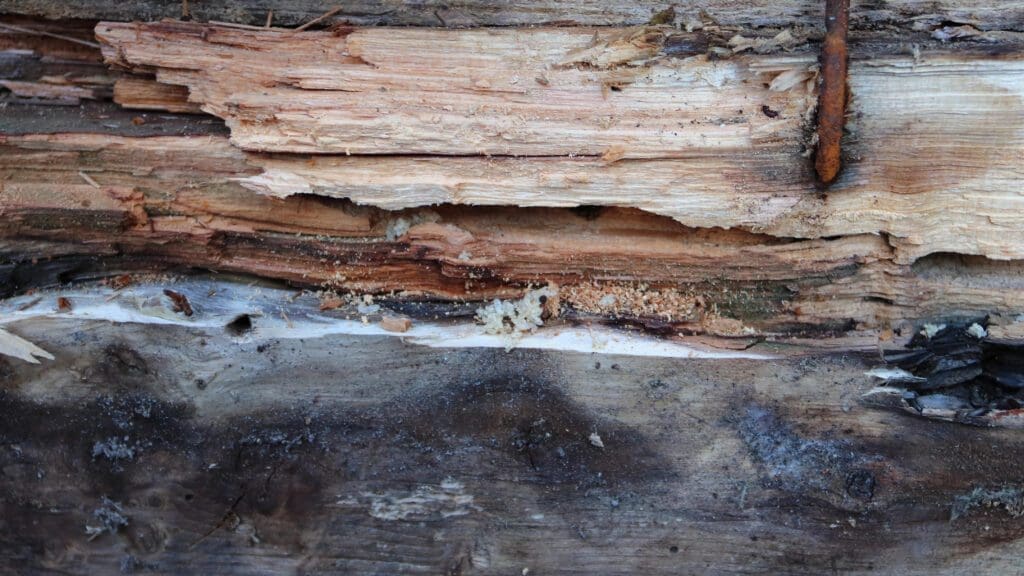 Carpenter ant damage in rotting wood beam in Southern Maine home