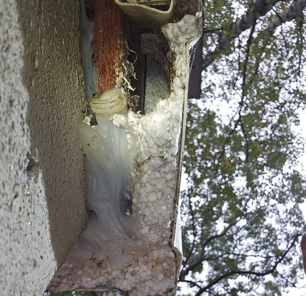 Chewed hole in vinyl siding corner with insulation exposed, rodent entry in Southern Maine home