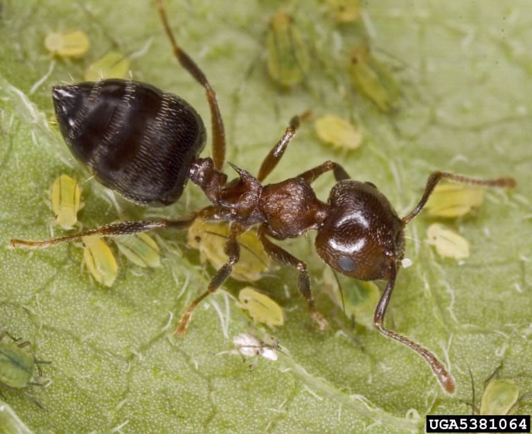 Close-up of an acrobat ant tending to aphids on a green plant leaf, common in southern Maine gardens during early spring
