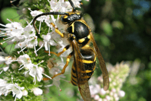 Aerial yellowjacket (Dolichovespula arenaria) in southern Maine