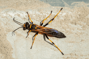 Black-and-yellow mud dauber wasp (Sceliphron caementarium) in southern Maine