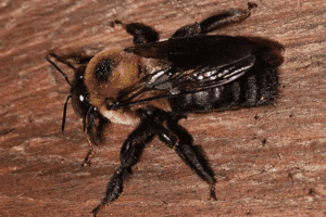 Carpenter bee (Xylocopa virginica) in southern Maine