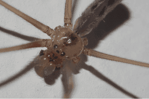Close-up view of a cellar spider (Pholcus phalangioides) showing its long legs, body, and eyes on a white background, common in Southern Maine homes.