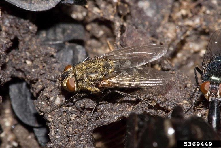Close-up of cluster flies on soil or debris, showing golden hairs and overlapping wings for identification in southern Maine pest control.