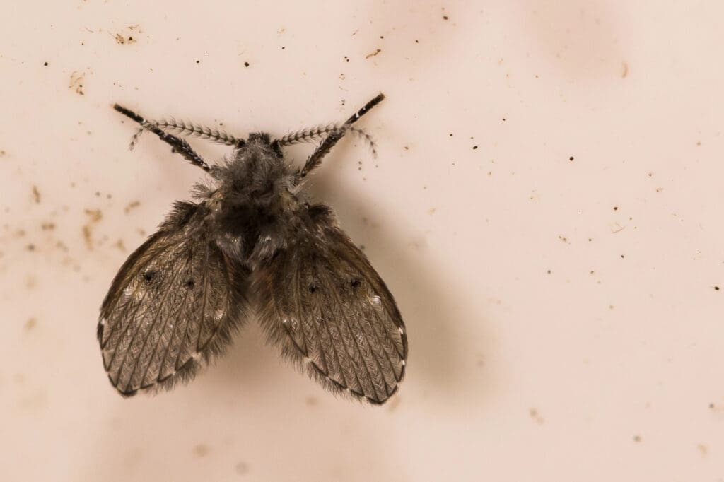 Close-up of a small, fuzzy drain fly with mottled wings on a light surface, representing common moisture-related pest issues in Standish, Maine homes and drains.