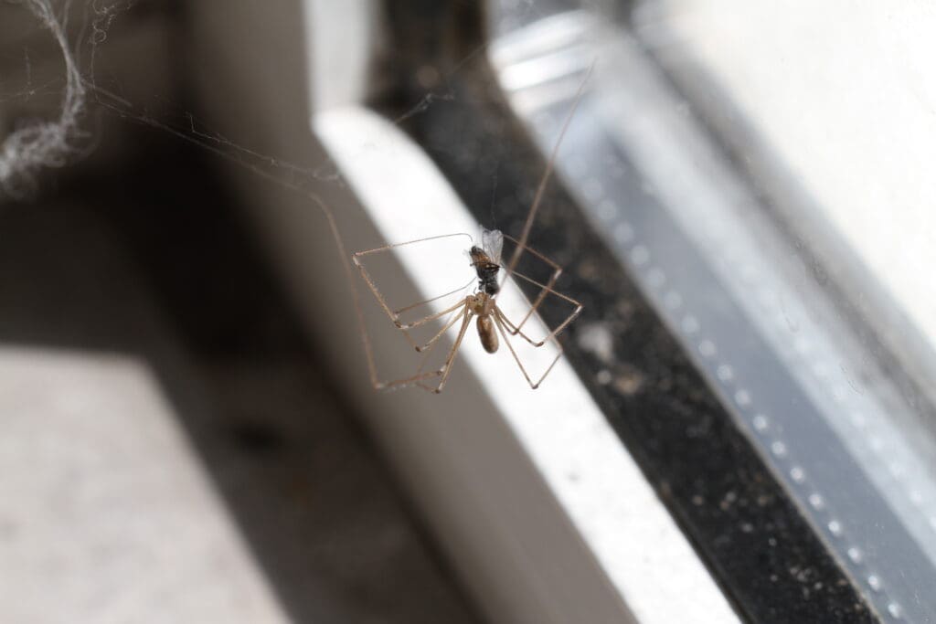Spider catching fly on web indoors in Southern Maine