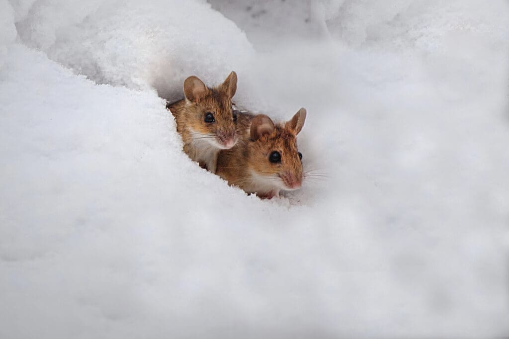 Pair of house mice emerging from a snow burrow in late winter, illustrating rodent activity for pest control in southern Maine homes.