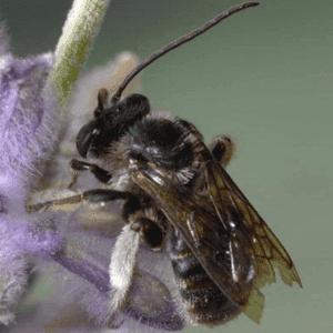Mining bee (Andrena sp.) in southern Maine