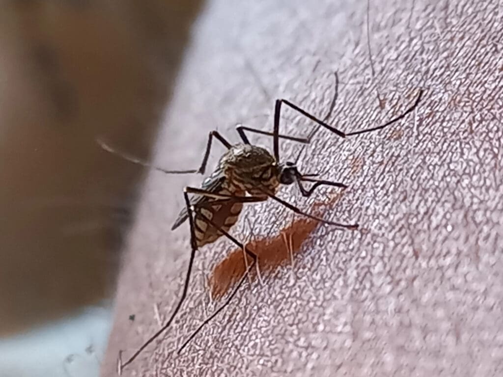 Close-up of a mosquito biting human skin, illustrating a common biting pest issue in Standish, Maine's outdoor and lakeside areas.