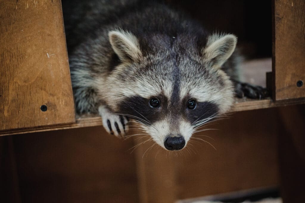 Raccoon peeking from wooden structure, common small mammal pest in Cornish, ME attics and sheds requiring professional removal.
