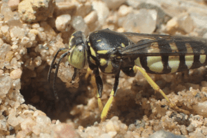 Sand wasp (Bicyrtes quadrifasciatus) in southern Maine