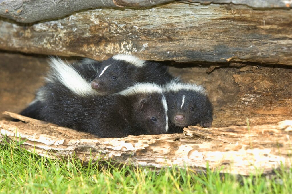 Skunks denning under log in Southern Maine
