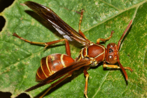 Northern paper wasp (Polistes fuscatus) in southern Maine
