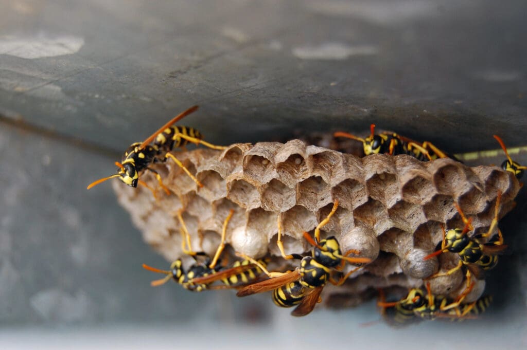 Paper wasp nest with wasps attached to a surface, common stinging insect issue in Cornish, ME requiring professional removal.