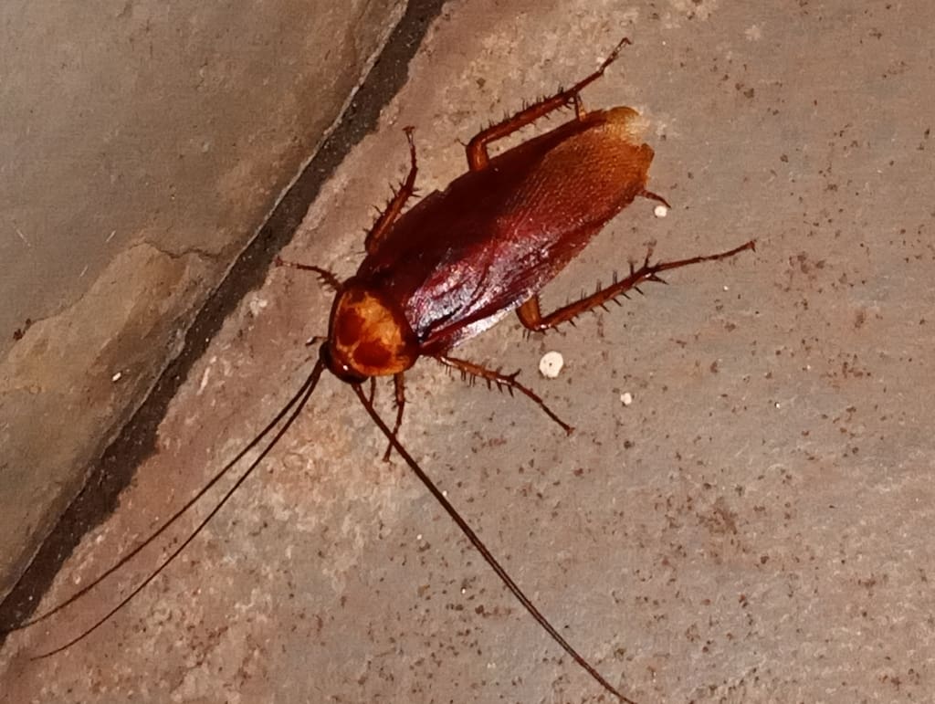 Close-up of a reddish-brown American cockroach with long antennae and spiny legs lying on a concrete floor surface, viewed from above.