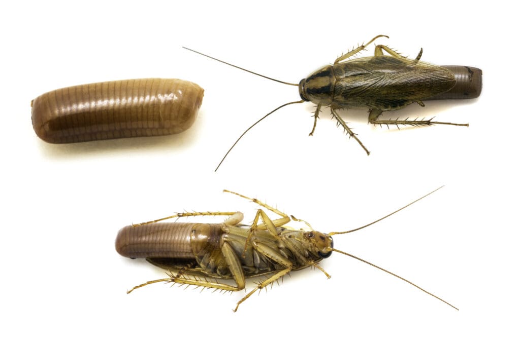 German cockroach with egg case and nymph in southern Maine homes