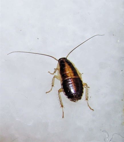 Close-up dorsal view of a single German cockroach with a light brown body, two dark parallel stripes on the thorax, long antennae, and spiny legs against a plain white background.