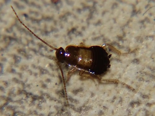 Close-up of a small German cockroach nymph with a shiny brown body, dark head, long antennae, and segmented legs on a textured beige surface.