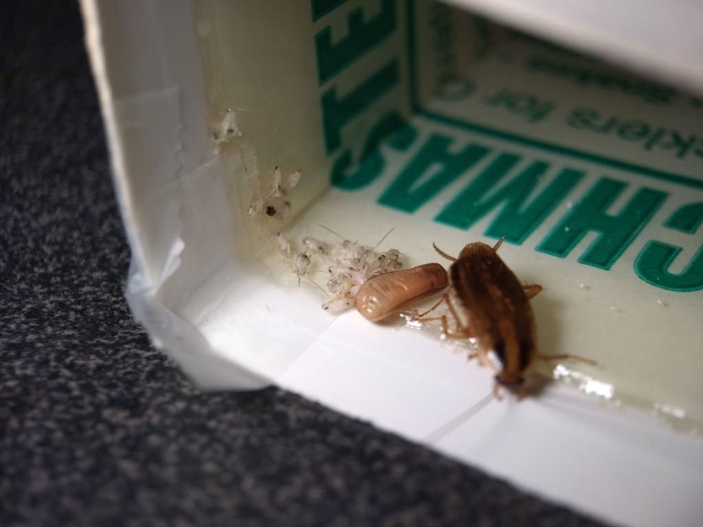 Close-up of an adult German cockroach, a brown egg case, and numerous tiny white nymphs stuck on a sticky trap surface inside a white cardboard box with green labeling.