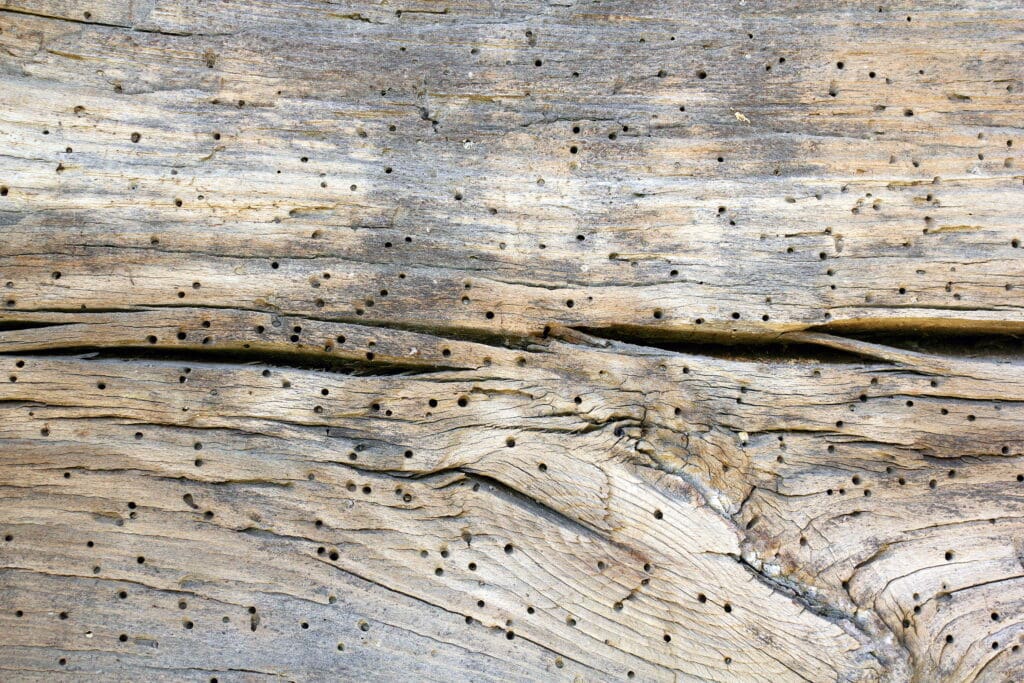 Close-up of hardwood showing numerous tiny round exit holes and fine powder frass from Lyctus brunneus powderpost beetle infestation