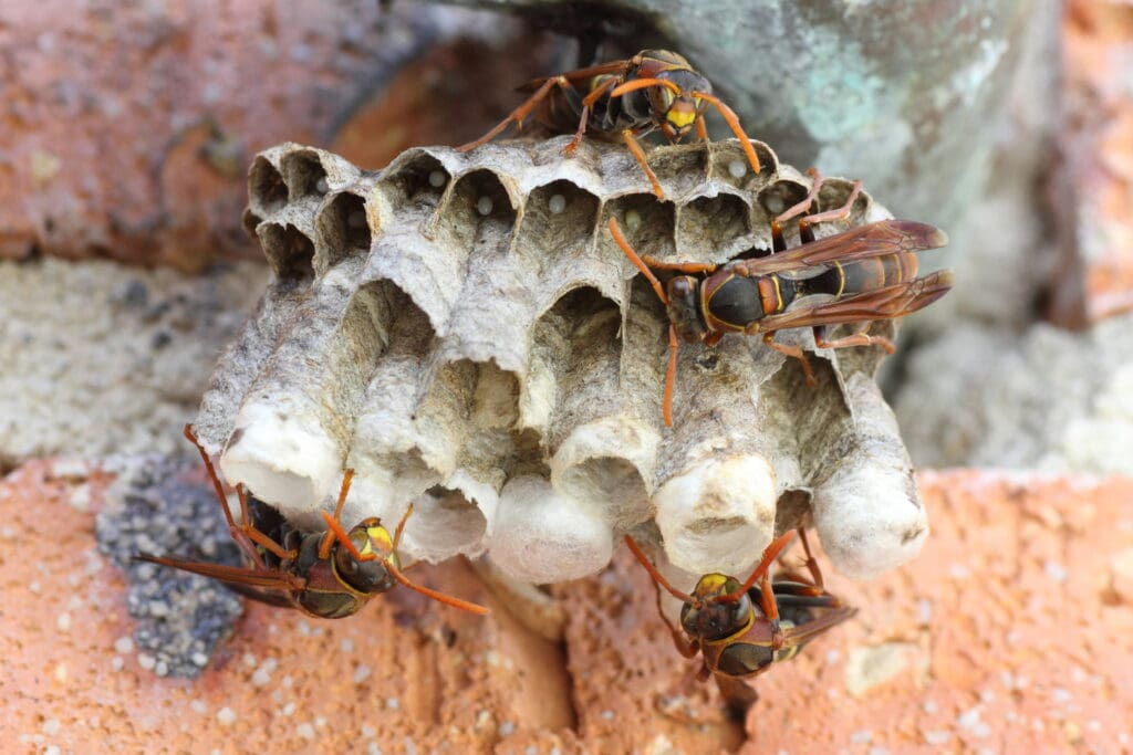 Paper wasps tending an open paper nest on a brick surface in Southern Maine
