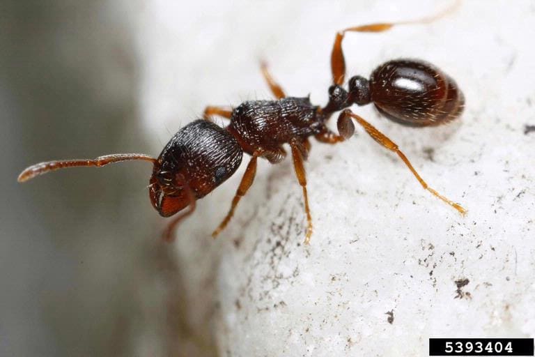 Close-up photograph of a pavement ant (Tetramorium caespitum) on a natural ground surface.
