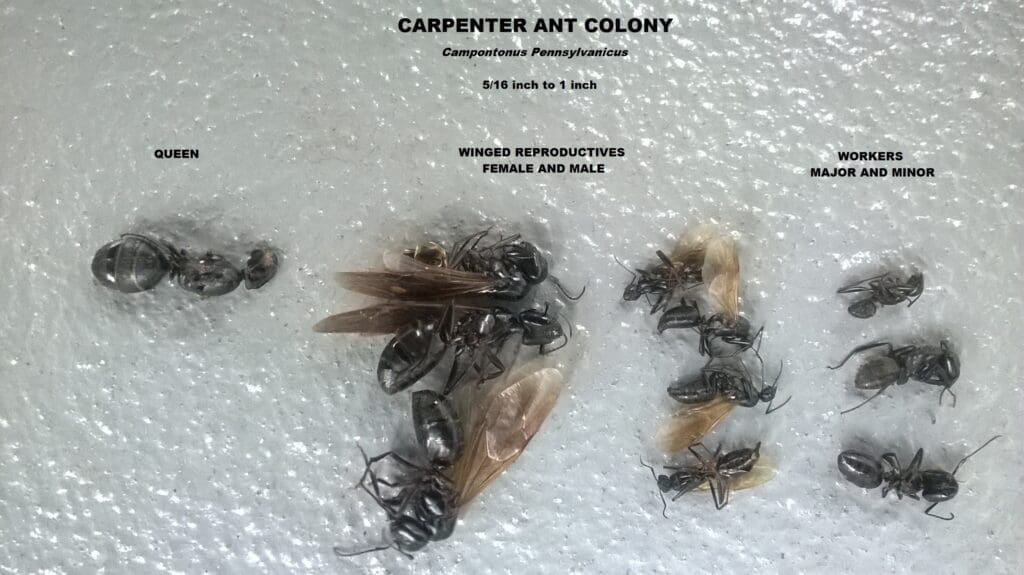 Carpenter ant colony castes showing queen, winged reproductives and worker ants from southern Maine