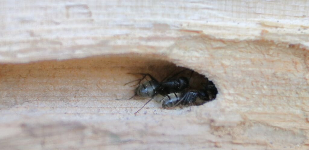 Carpenter ants inside wooden gallery showing nesting damage in southern Maine home
