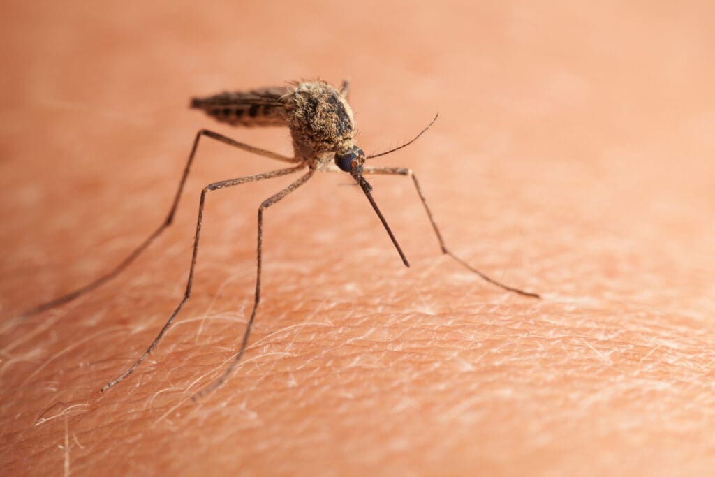 Mosquito biting human skin in southern Maine yard during mosquito season