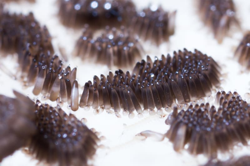 Close-up of Culex mosquito egg raft floating on standing water, a common breeding sign in southern Maine yards