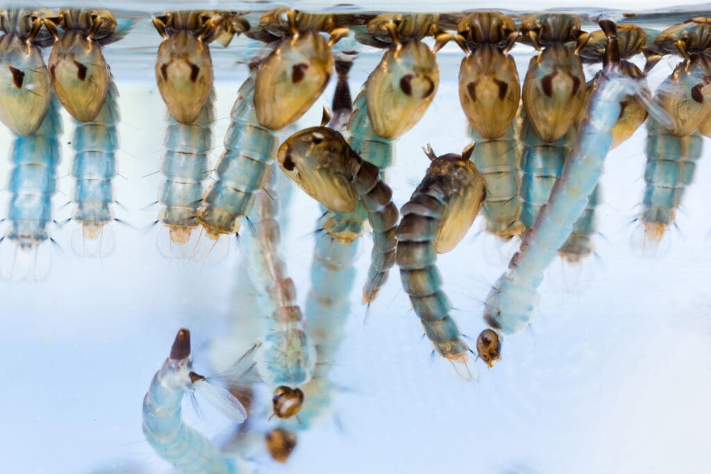 Mosquito larvae and pupae hanging at the water surface in standing water, a common breeding stage in southern Maine yards