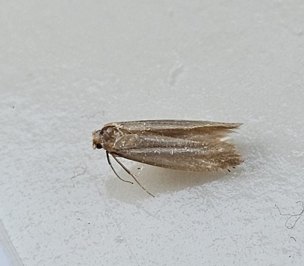 Webbing clothes moth (Tineola bisselliella) on a white surface in Maine
