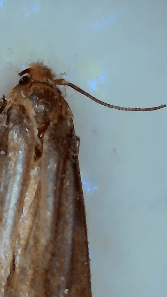 Close-up of webbing clothes moth head showing fuzzy orange tuft and long antennae