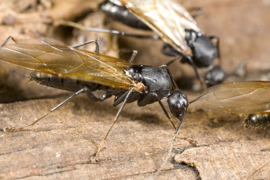 Winged carpenter ant alates on wood in southern Maine during spring swarming season