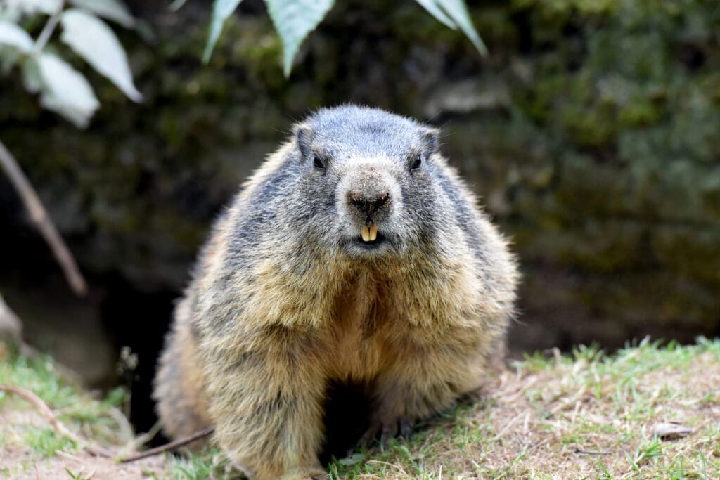 Woodchuck sitting at burrow entrance in southern Maine