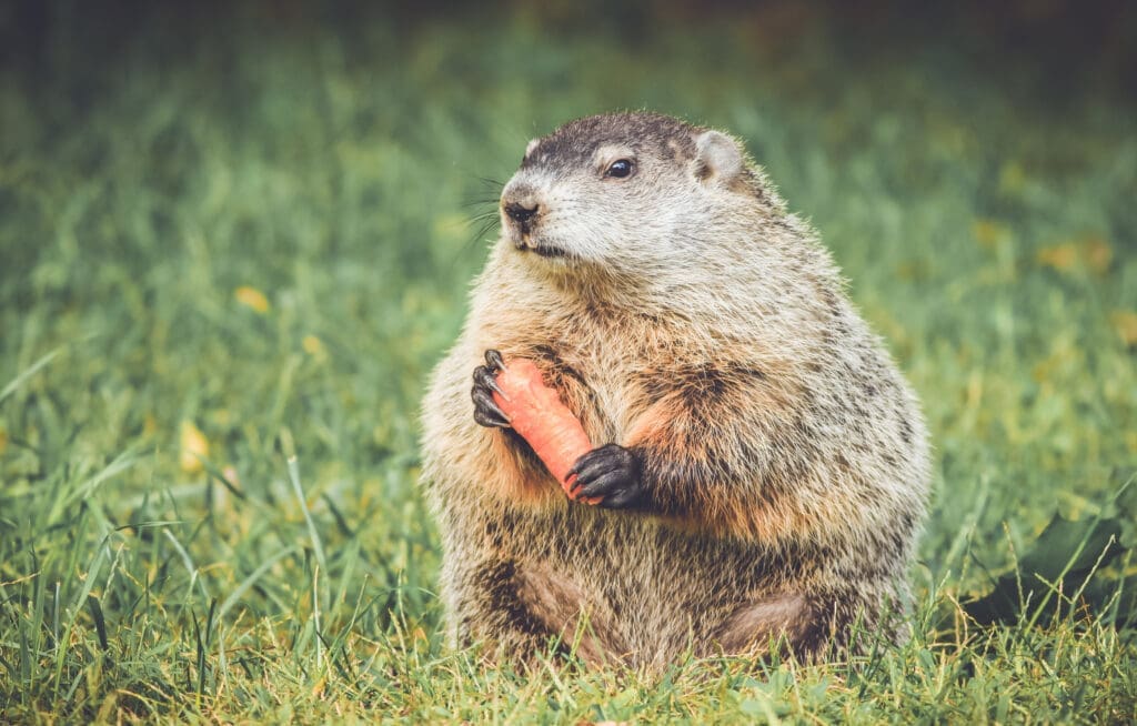 Woodchuck eating a carrot from a garden in southern Maine